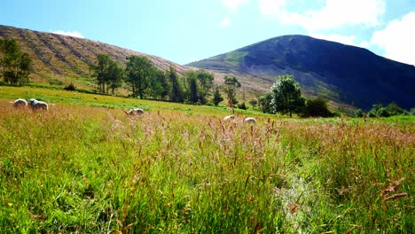 Sheep-grazing-on-overgrown-valley-meadow-under-mountain-range-rural-countryside