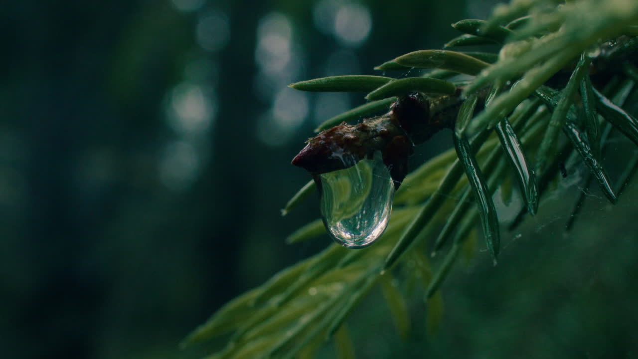 Macro shot of a water droplet slowly dropping off from a spruce tree branch in a Northern forest. Blurred background 4K