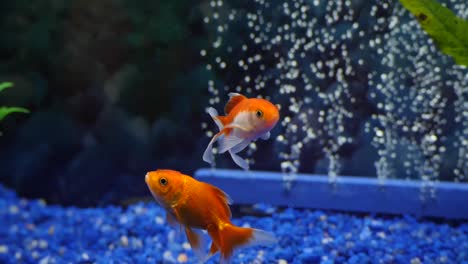 peces de colores en cámara lenta nadando en un acuario limpio