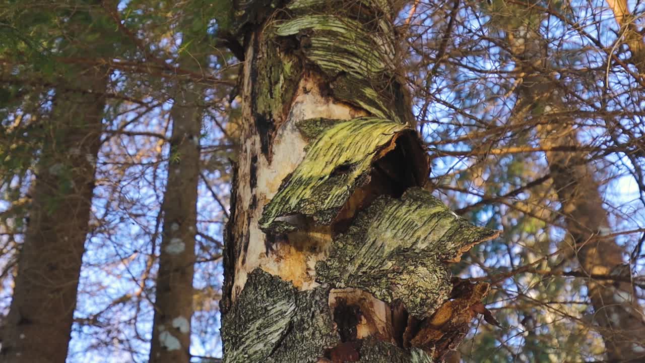A dramatic low-angle shot looking up at a tall tree with peeling bark, revealing textured layers of wood beneath. The rough, curling bark dominates the foreground, while a green canopy of pine and dec