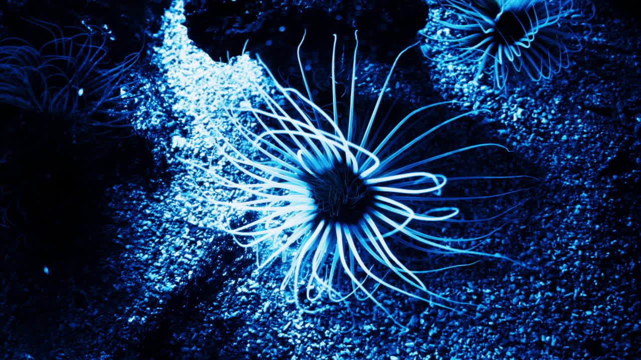 Close up of Sea anemones glowing in the dark