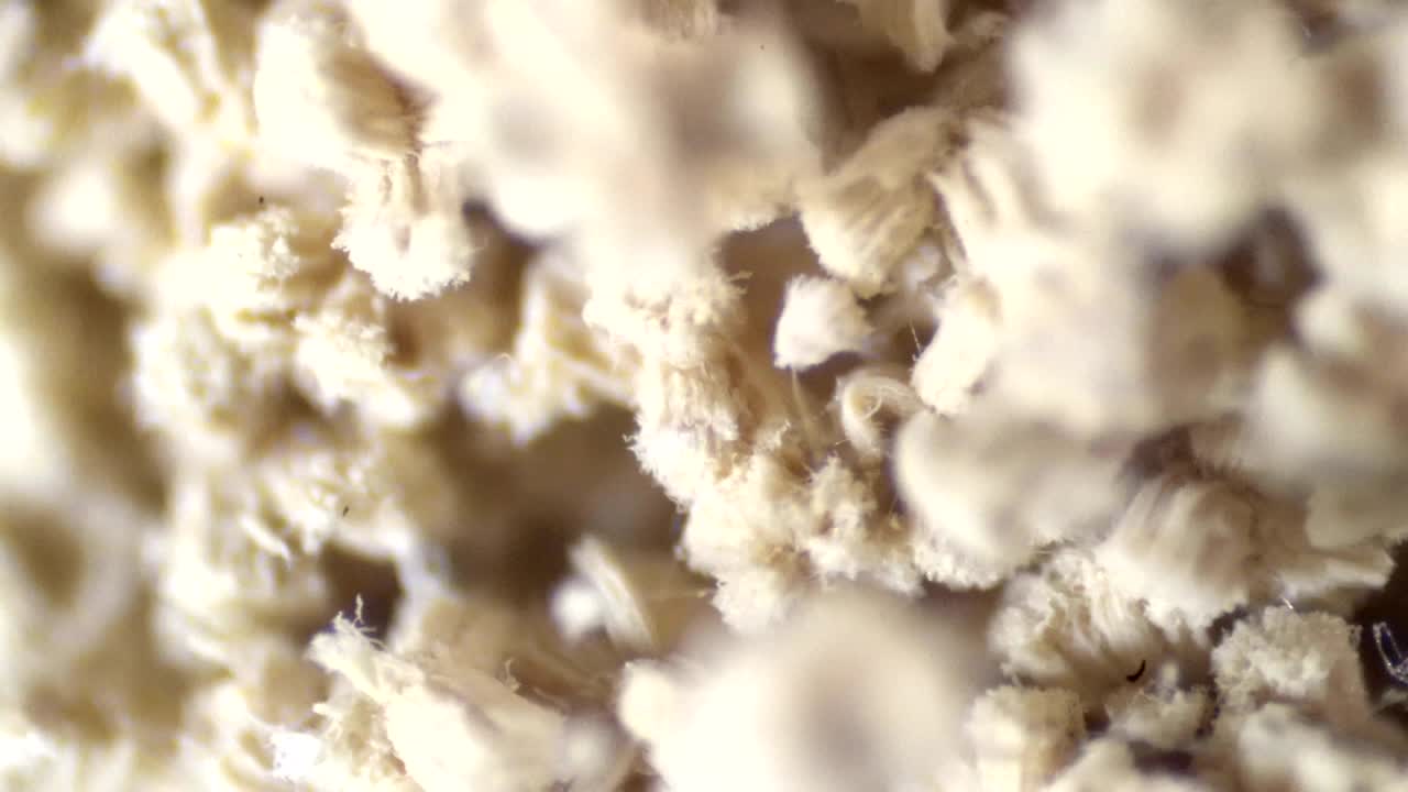 바이러스 전문가의 손바닥이 현미경으로 코로나바이러스 백신을 테스트합니다.