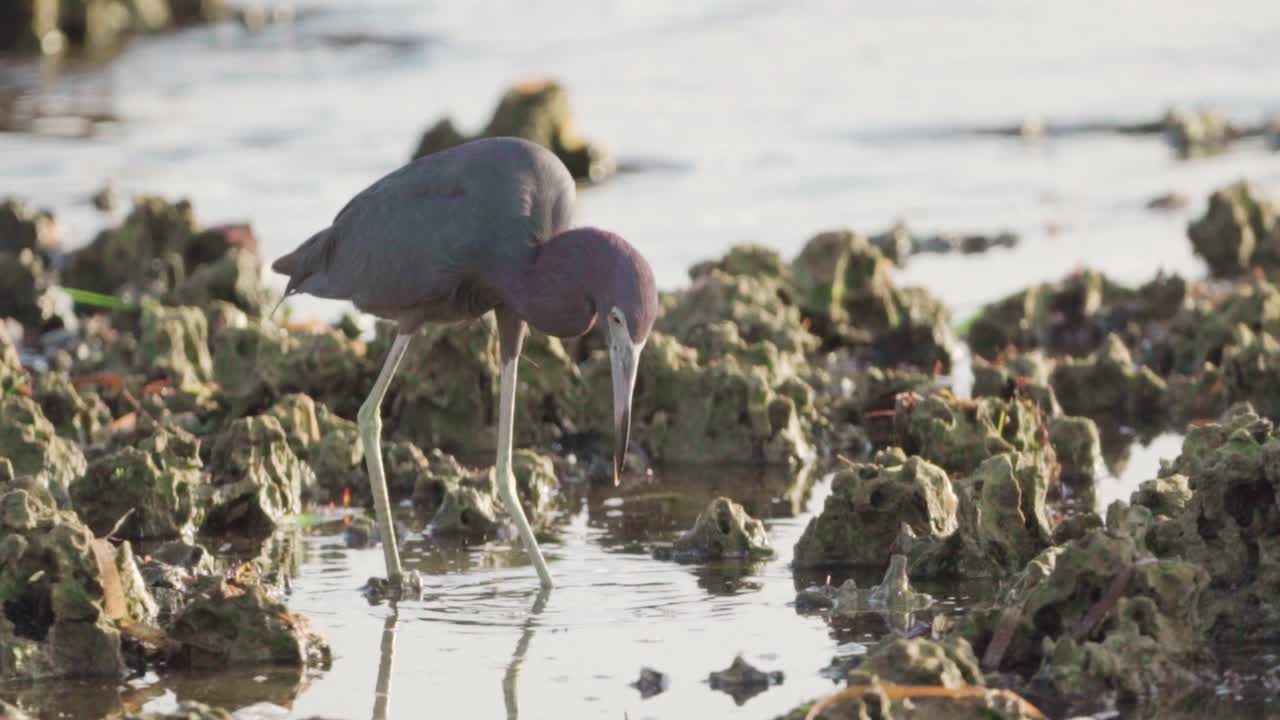 pequeña garza azul buscando comida durante la marea baja en el arrecife fosilizado en cámara lenta