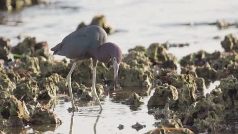 Little-Blue-Heron-Auf-Der-Suche-Nach-Nahrung-Bei-Ebbe-Im-Versteinerten-Riff-In-Zeitlupe