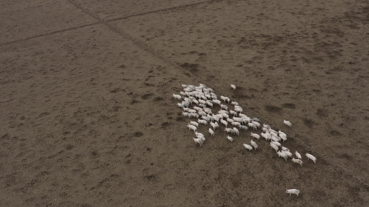 갈색 배경에 있는 귀여운 돼지 떼가 함께 움직이고 달리고 있다