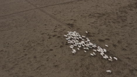 una linda manada de cerdos en un fondo marrón moviéndose y corriendo juntos