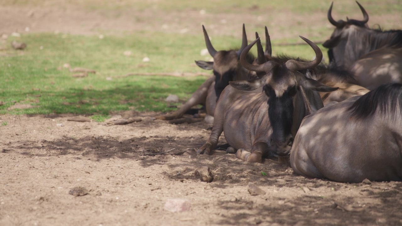Heard of wildebeests resting