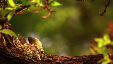 caribbean elaenia bird chicks in the nest feeded by mother