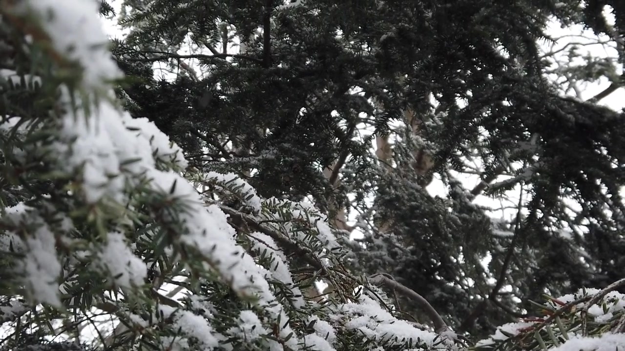 Тихо падающие снежинки на сосновую ветку. Крупный план.
