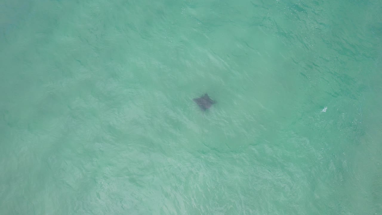 Manta Ray In Palm Beach - Gold Coast - Queensland QLD - Australia - Drone Shot