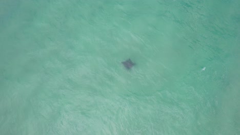 Manta-Ray-In-Palm-Beach---Gold-Coast---Queensland-QLD---Australia---Drone-Shot