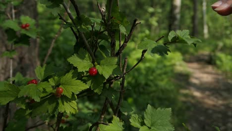 Red currants growing in forest, woman picking wild berries at forest path