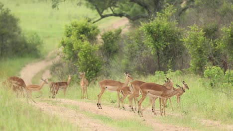 Toma-Amplia-De-Una-Manada-De-Impalas-Corriendo-Por-La-Carretera,-Gran-Kruger