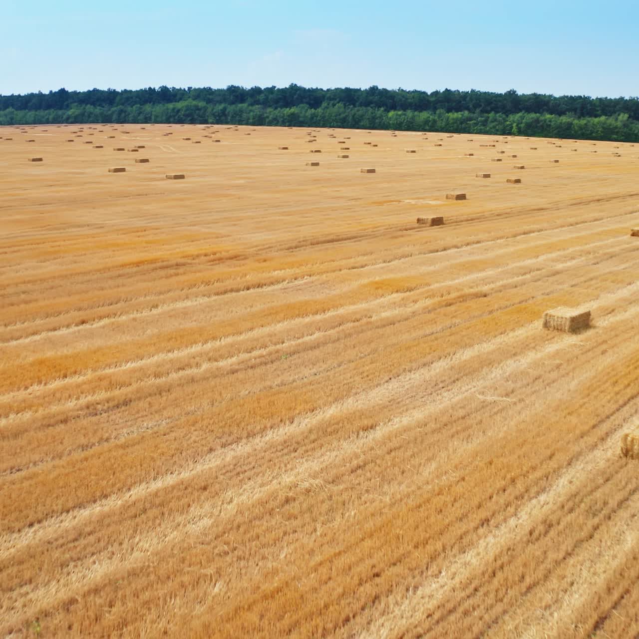 Stripy mowed wheat field with packs of hay left on it. Drone flying over the huge farmland. Green trees and blue skies backdrop