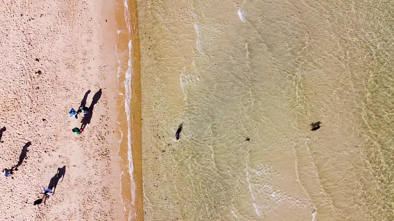 Ripresa aerea con drone a volo d'uccello di una famiglia e cani in spiaggia.