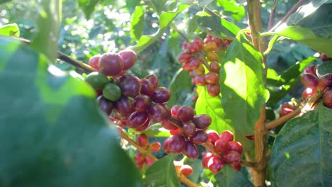 一棵咖啡植物充满了红色的成熟咖啡豆果实在风<unk>的田野