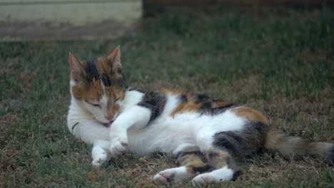 Domestic-Cat-Cleaning-Itself-On-The-Grass,-SLOW-MOTION