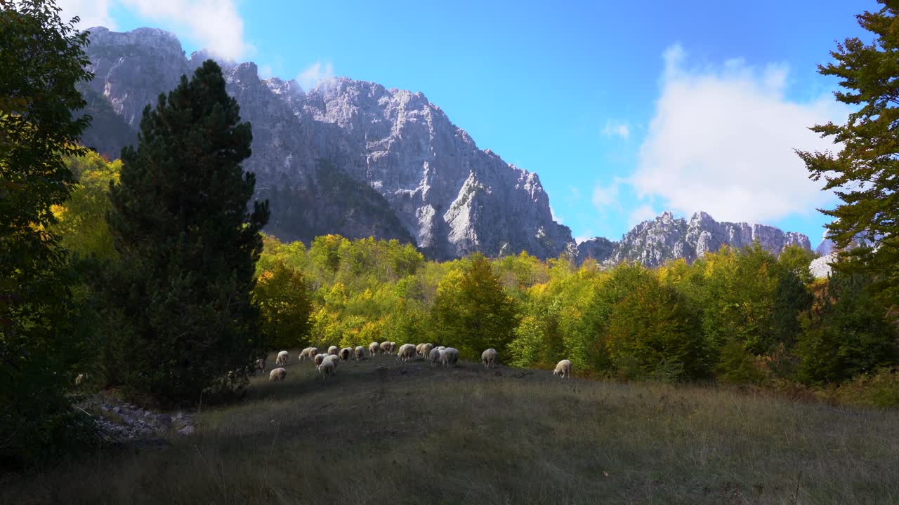 Herd of sheep graze on dry grass of meadow surrounded by colorful trees and Alps mountain at Autumn