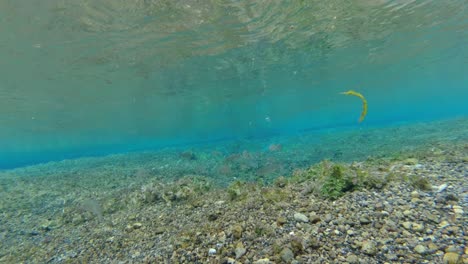 fish under the stream or river