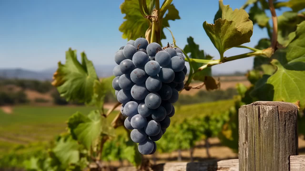 Allontanamento della camera con panoramica su un fitto grappolo di uva viola scura tra i filari del vigneto, che mostra la maturazione dell'uva