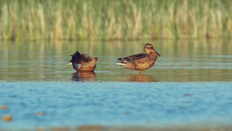 Hermosa-Toma-De-Video,-Patos-Salvajes-En-El-Río