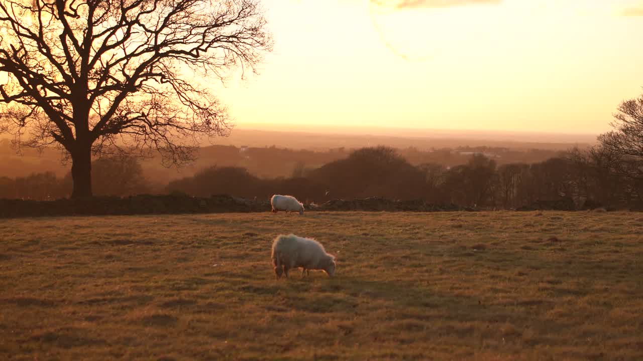 Sheep grazing in a field during sunset