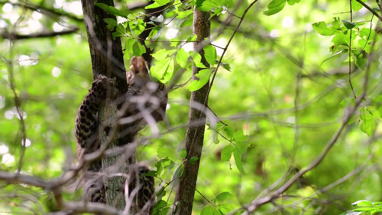 el leopardo de indochina es una especie vulnerable y uno de los grandes felinos de tailandia