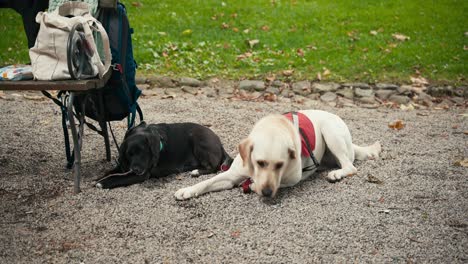 Two-dogs-lying-on-a-gravel-surface-next-to-a-bench,-one-wearing-a-red-harness