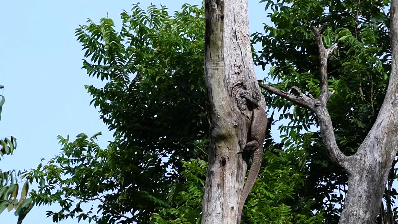 el lagarto monitor nublado se encuentra en tailandia y otros países de asia