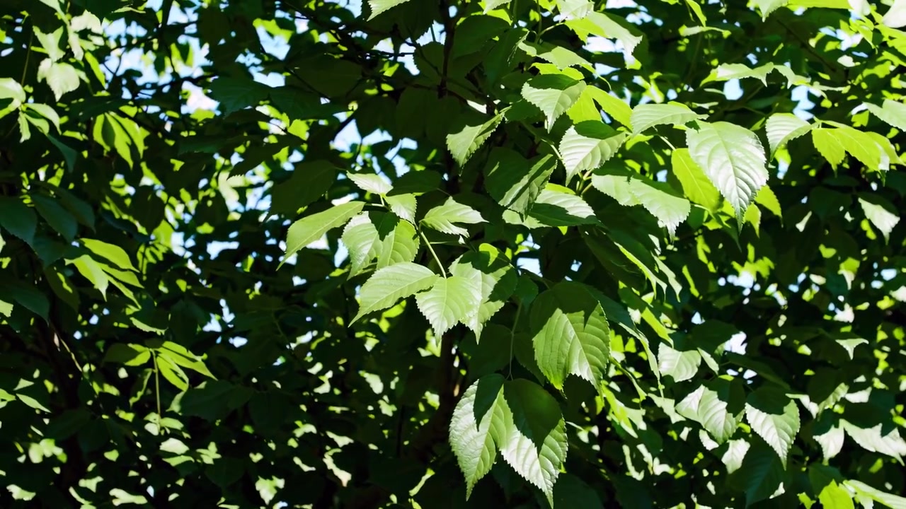 Primo piano di foglie verdi di albero che ondeggiano sotto il sole splendente