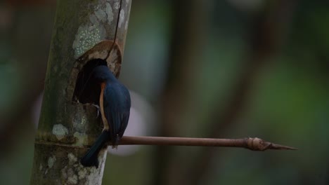 a beautiful blue feathered bird called a worm flycatcher is visiting its young in a bamboo nest