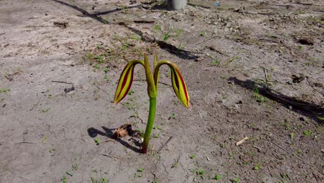 Handheld-dolly-shot-of-a-beautiful-green-red-and-pink-striped-trumpet-lily-Crinum-litafolium-bulb-on-parched-earth-symbolizing-climate-protection-for-climate-change