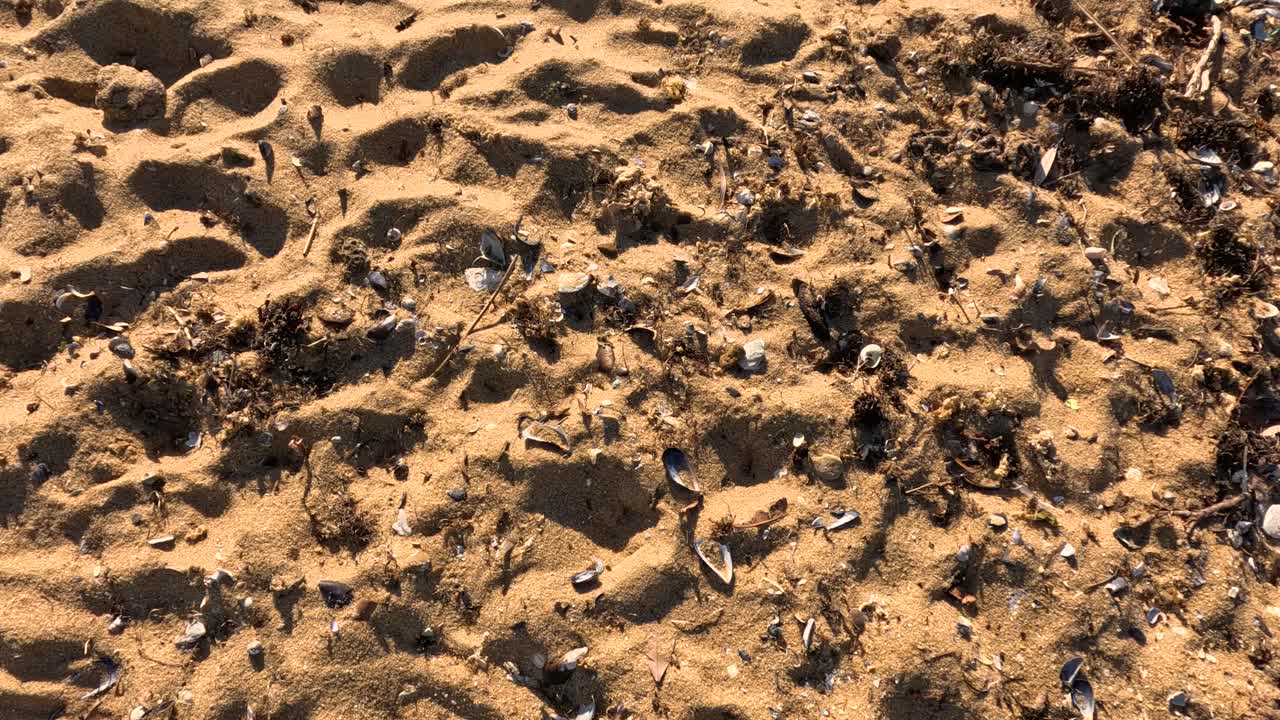 발자국과 해조류가 모래 해변에 어져 있습니다.