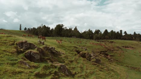 deer standing on grass hill, large herd of deer running uphill in background, cinematic aerial