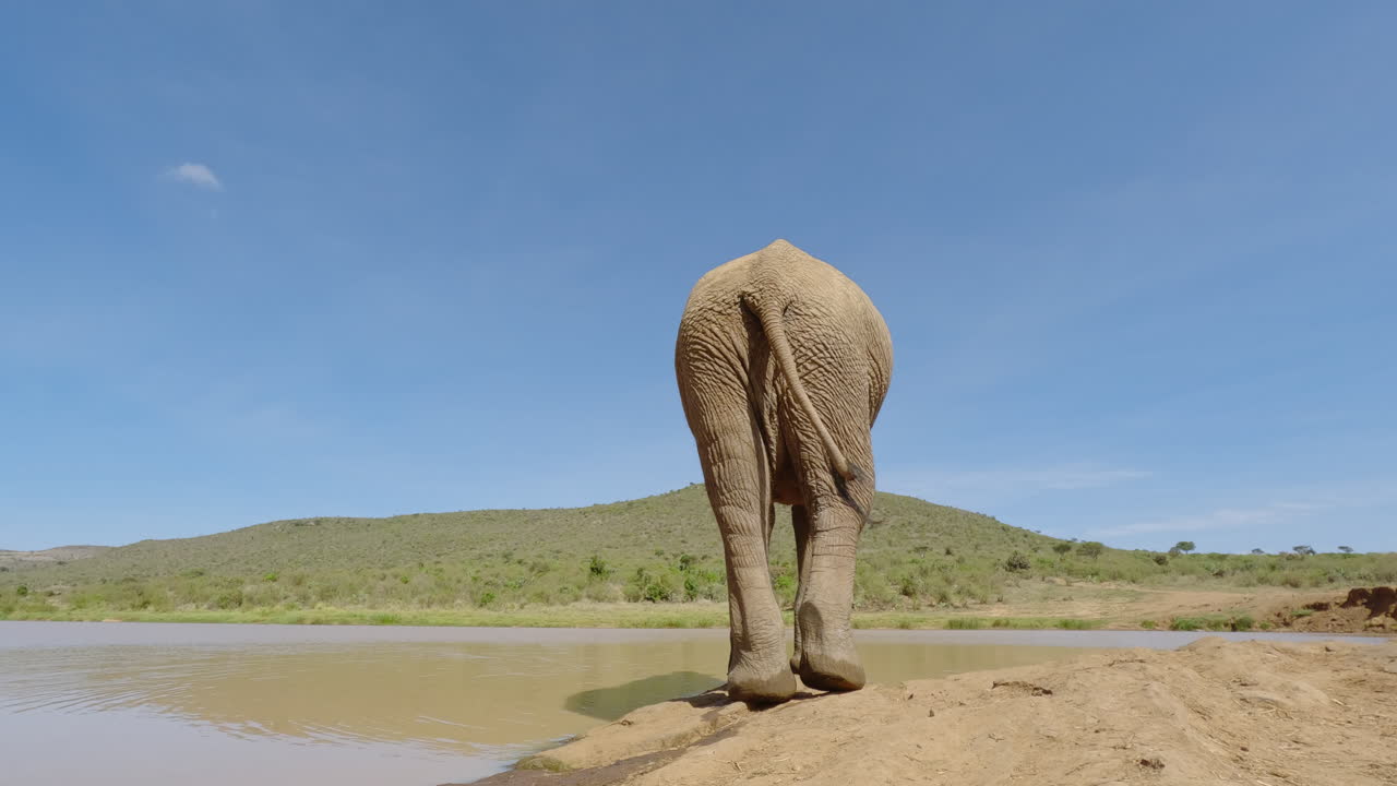Elefante africano della savana che beve da una pozza d'acqua