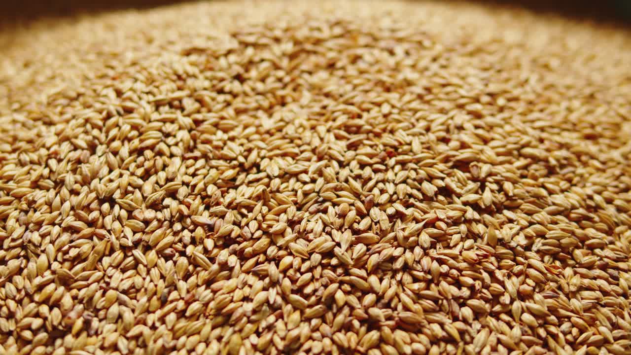 Craft beer production factory, brewery manufacture. Barley malt grains in conveyor close-up. Brewing, cooking alcohol in metal vats bottles