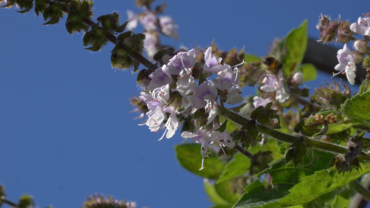 Blomstrende basilikumtopper med bier som sanker nektar på lilla blomster. Nærbilde.