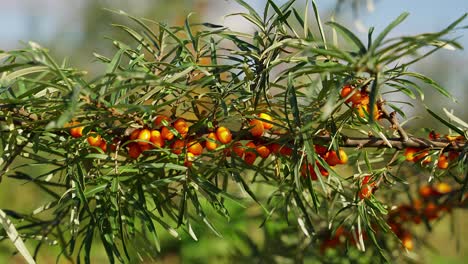 primer plano de las vibrantes bayas de espino amarillo en un arbusto verde bajo la brillante luz del sol
