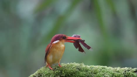 Der-Rotrücken-Eisvogel-Frisst-Eine-Rote-Libelle