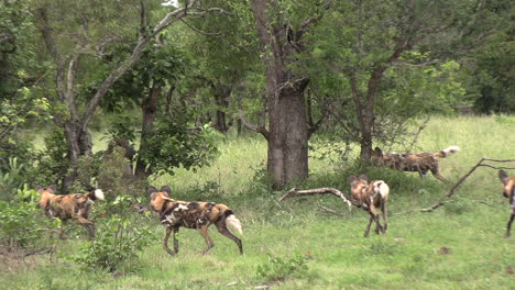 pack of african wild dogs surround baboon climbing up and down in tree