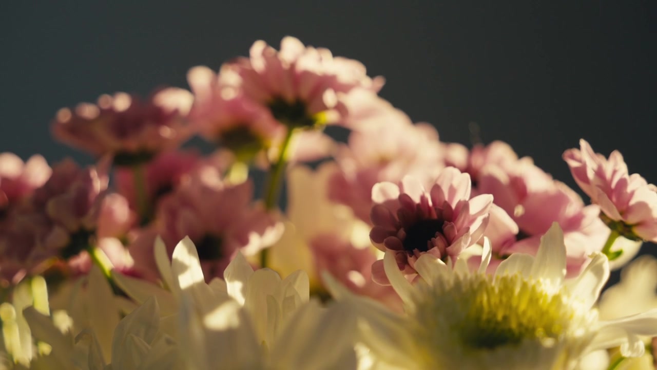 Nahaufnahme von rosa und weißen Chrysanthemen mit sanftem Bokeh und warmem Licht
