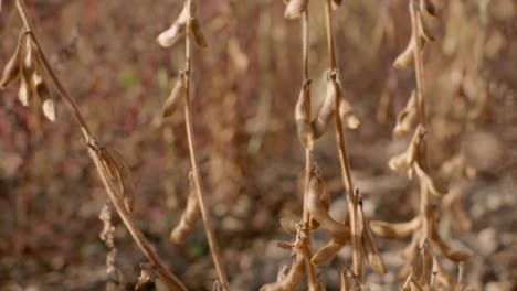 mature organic soy bean plants on field ready for harvest