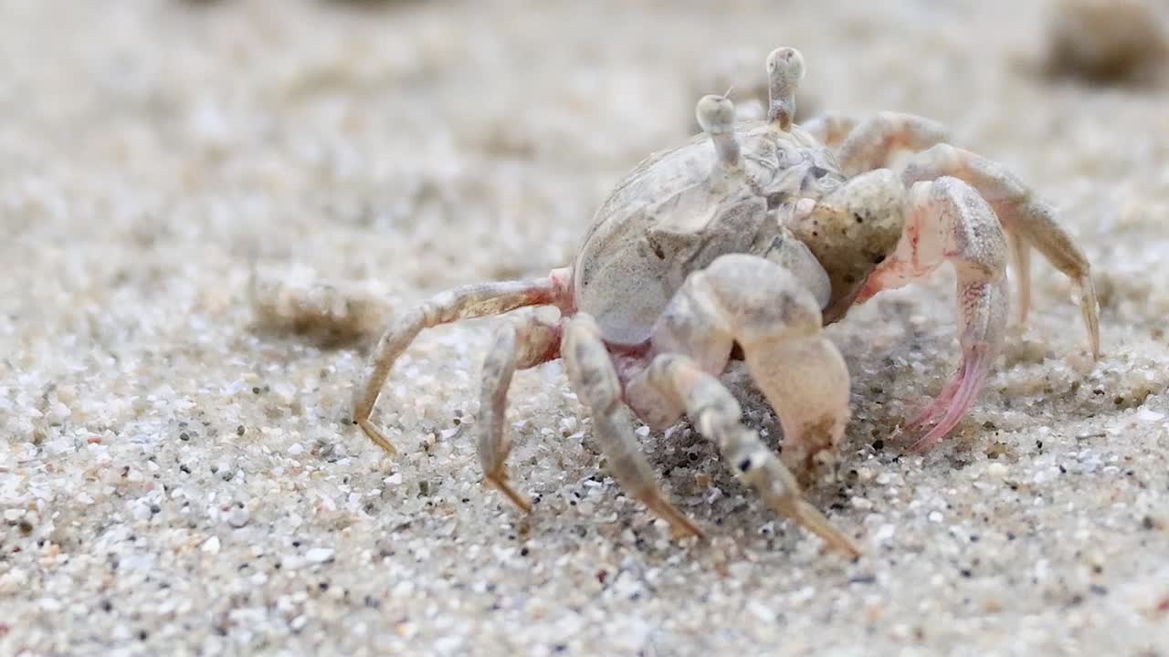 Et detaljert nærbilde av en kamuflert spøkelseskrabbe som spretter over en teksturert sandstrand