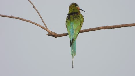 bee eater waiting for food - hunt