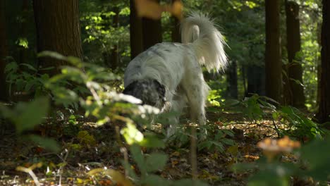 australia-shepherd-dog-smelling-exploring-forest-walking-past