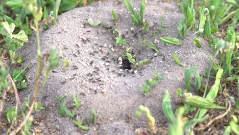 anthill at farm in spring