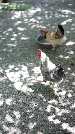 chickens in a garden