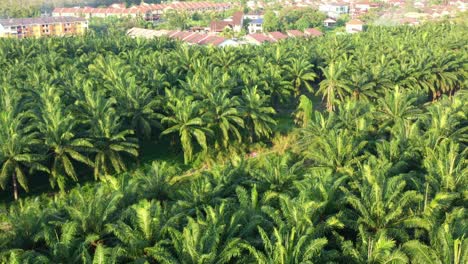 birds eye view aerial flyover hectares of thriving palm tree commercial business plantations, tilt up reveals residential kampung china neighborhood, seri manjung, sitiawan, malaysia, southeast asia