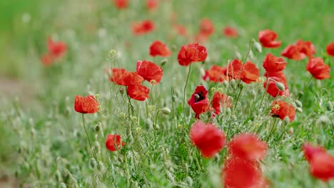 Poppy-flowers-in-grass-field,-grass-landscape-establishing-shot