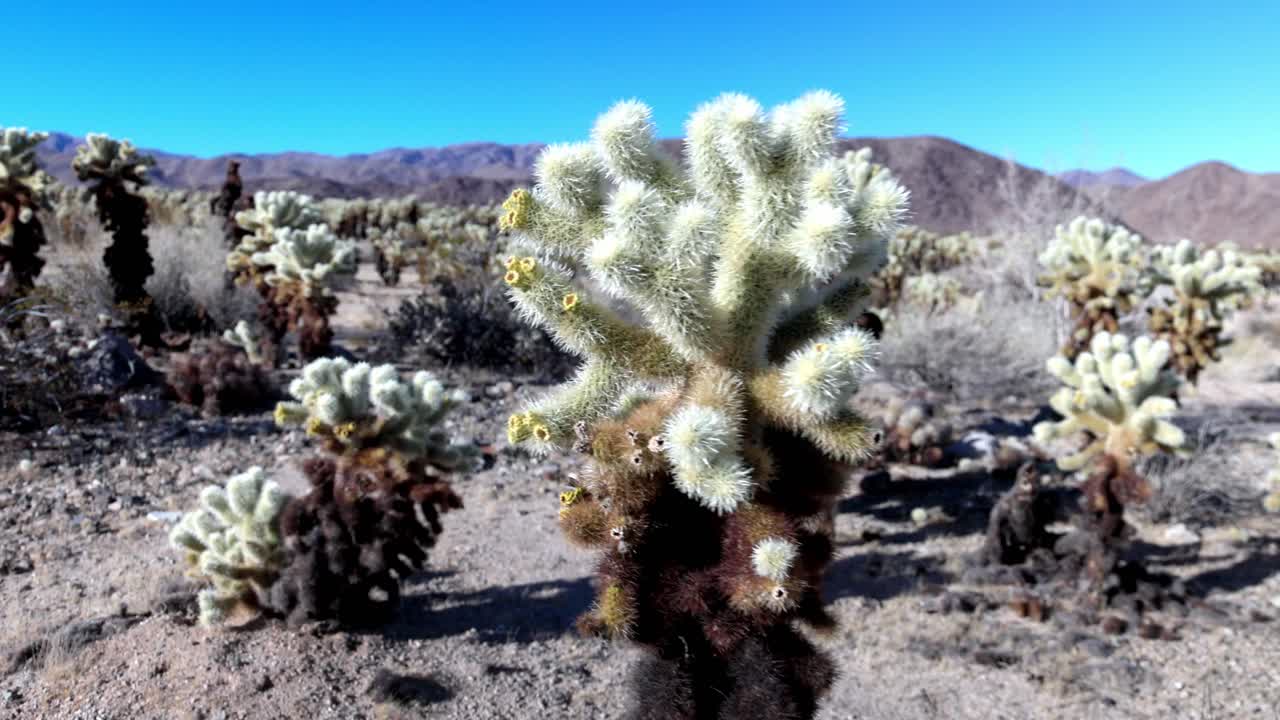 캘리포니아의 조슈아 트리 국립 공원 (joshua tree national park) 에 있는 티 필드 (cactus field) 에서 발이 앞으로 걸어가는 영상.